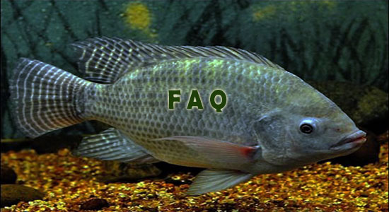 Raising Tilapia Fish Frequently Asked Questions