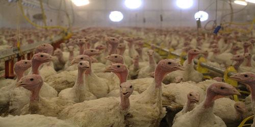 Making A Turkey Habitat Frequently Asked Questions
