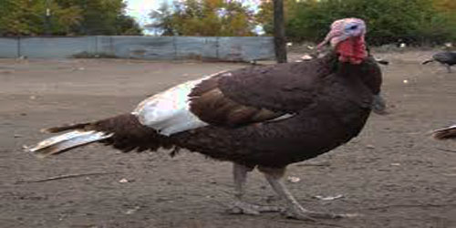 Raising Bourbon Red Turkeys Frequently Asked Questions