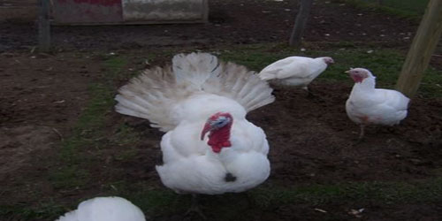 Raising Midget White Turkeys Frequently Asked Questions