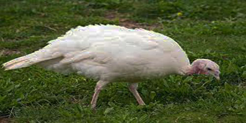 Raising Broad Breasted White Turkeys Frequently Asked Questions