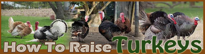 how to raise turkeys about us