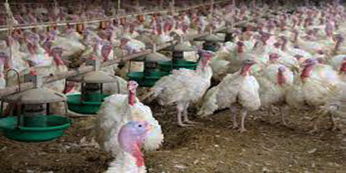 Turkey Farming For Self Sufficiency Frequently Asked Questions