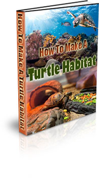 The How To Make A Turtle Habitat eBook