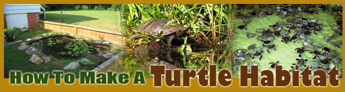 How To Make A Turtle Habitat
