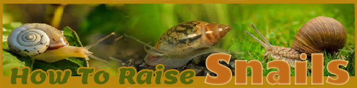 how to raise snails sitemap