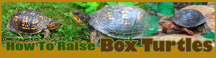 How To Raise Box Turtles
