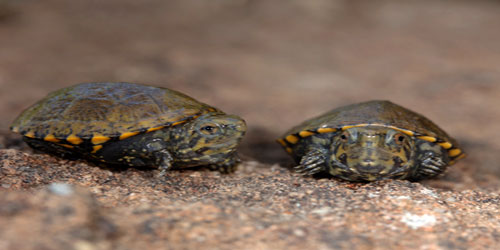 Raising A Mud Turtle Frequently Asked Questions