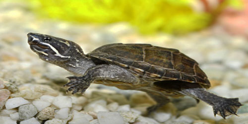 Raising A Musk Turtle Frequently Asked Questions