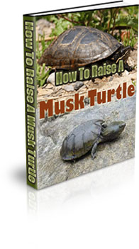 The How To Raise A Musk Turtle eBook