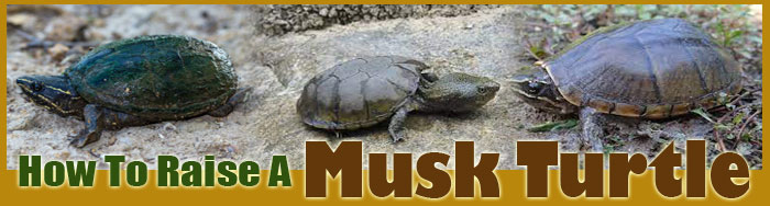 How To Raise A Musk Turtle
