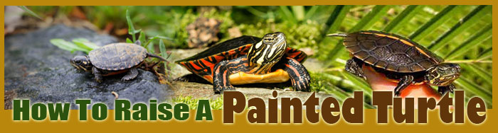 How To Raise A Painted Turtle
