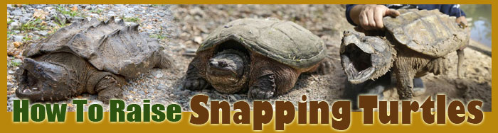 How To Raise Snapping Turtles