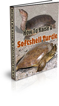 The How To Raise A Softshell Turtle eBook