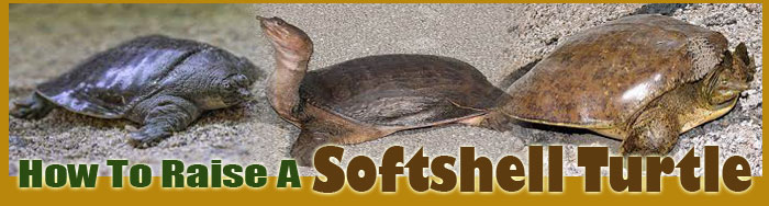 How To Raise A Softshell Turtle