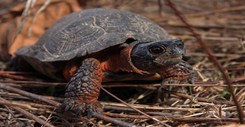 Raising A Wood Turtle Frequently Asked Questions