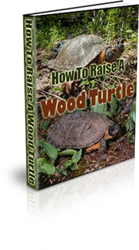 The How To Raise A Wood Turtle eBook