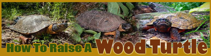 How To Raise A Wood Turtle