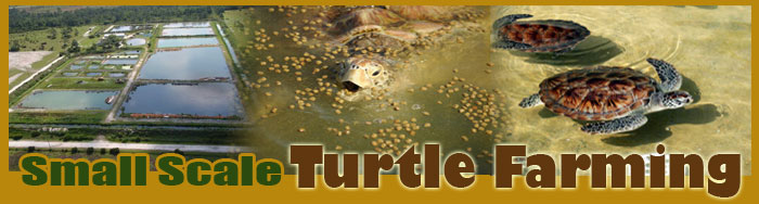 Small Scale Turtle Farming