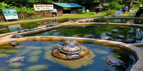 Turtle Farming For Self Sufficiency Frequently Asked Questions