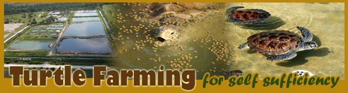 Turtle Farming For Self Sufficiency