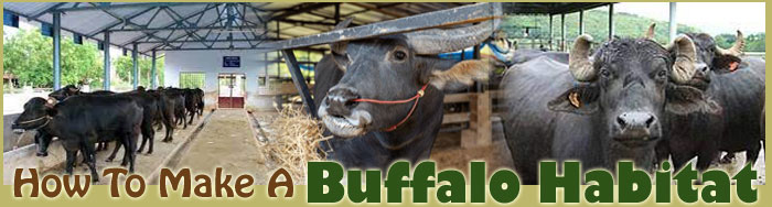 How To Make A Buffalo Habitat