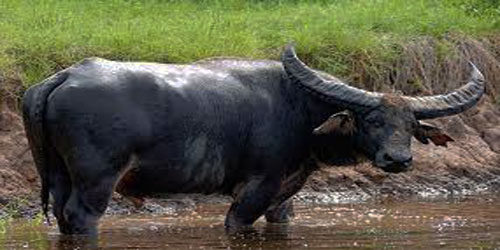 Making A Buffalo Habitat Frequently Asked Questions