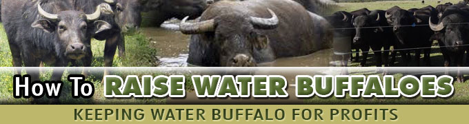 how to raise water buffalo about us