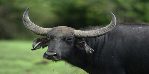 Small Scale Water Buffalo Farming Frequently Asked Questions