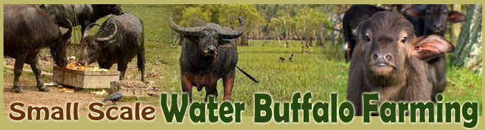 Small Scale Water Buffalo Farming