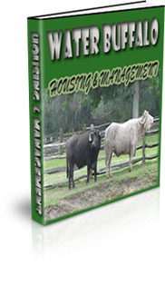 Water Buffalo Farming For Milk Production