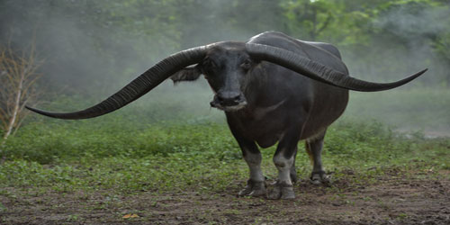 Water Buffalo Farming For Self Sufficiency Frequently Asked Questions