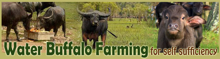 Water Buffalo Farming For Self Sufficiency