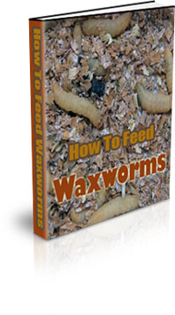 Raising Waxworms For Profit