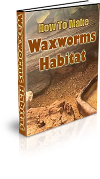 Wax Worms Farming For Beginners