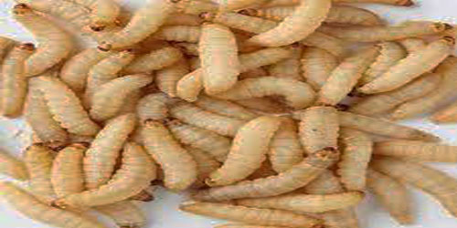 Small Scale Waxworms Farming Frequently Asked Questions