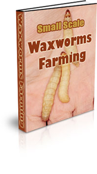 The Small Scale Waxworms Farming eBook