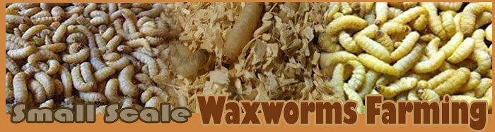 Small Scale Waxworms Farming