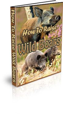 How To Raise Wild Boars