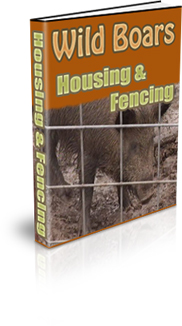 Guide To Wild Boar Farming