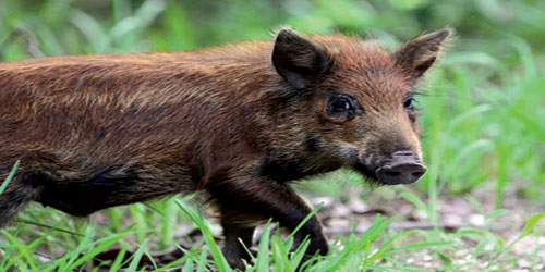 Small Scale Wild Boar Farming Frequently Asked Questions