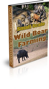 The Small Scale Wild Boar Farming eBook
