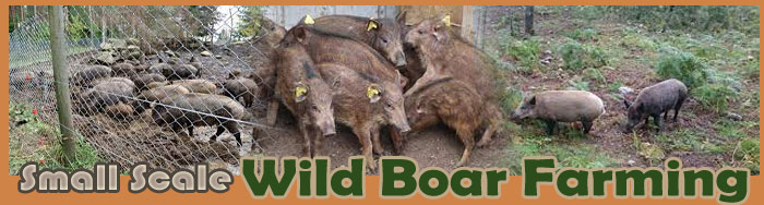 Small Scale Wild Boar Farming