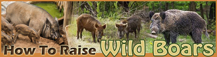 how to raise pigs sitemap