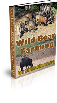 The Wild Boar Farming For Self Sufficiency eBook