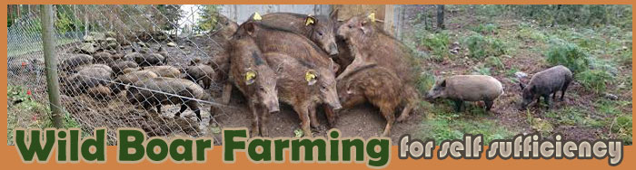 Wild Boar Farming For Self Sufficiency