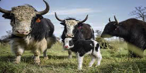 Yabby Farming For Self Sufficiency Frequently Asked Questions