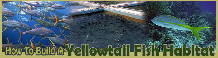 How To Build Yellowtail Fish Habitat
