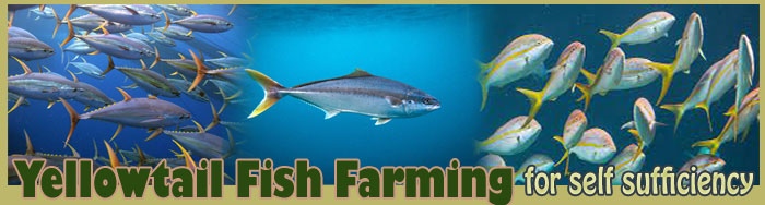 Yellowtail Farming For Self Sufficiency