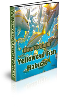 Yellowtail Farming For Meat